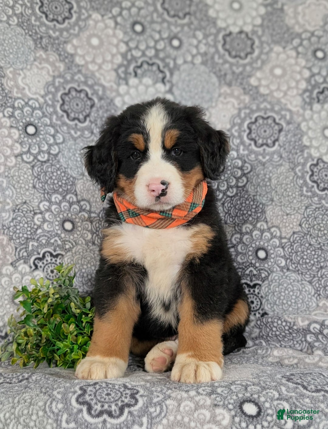 Bernese Mountain Dog dogs for sale: Fletcher - Image 8