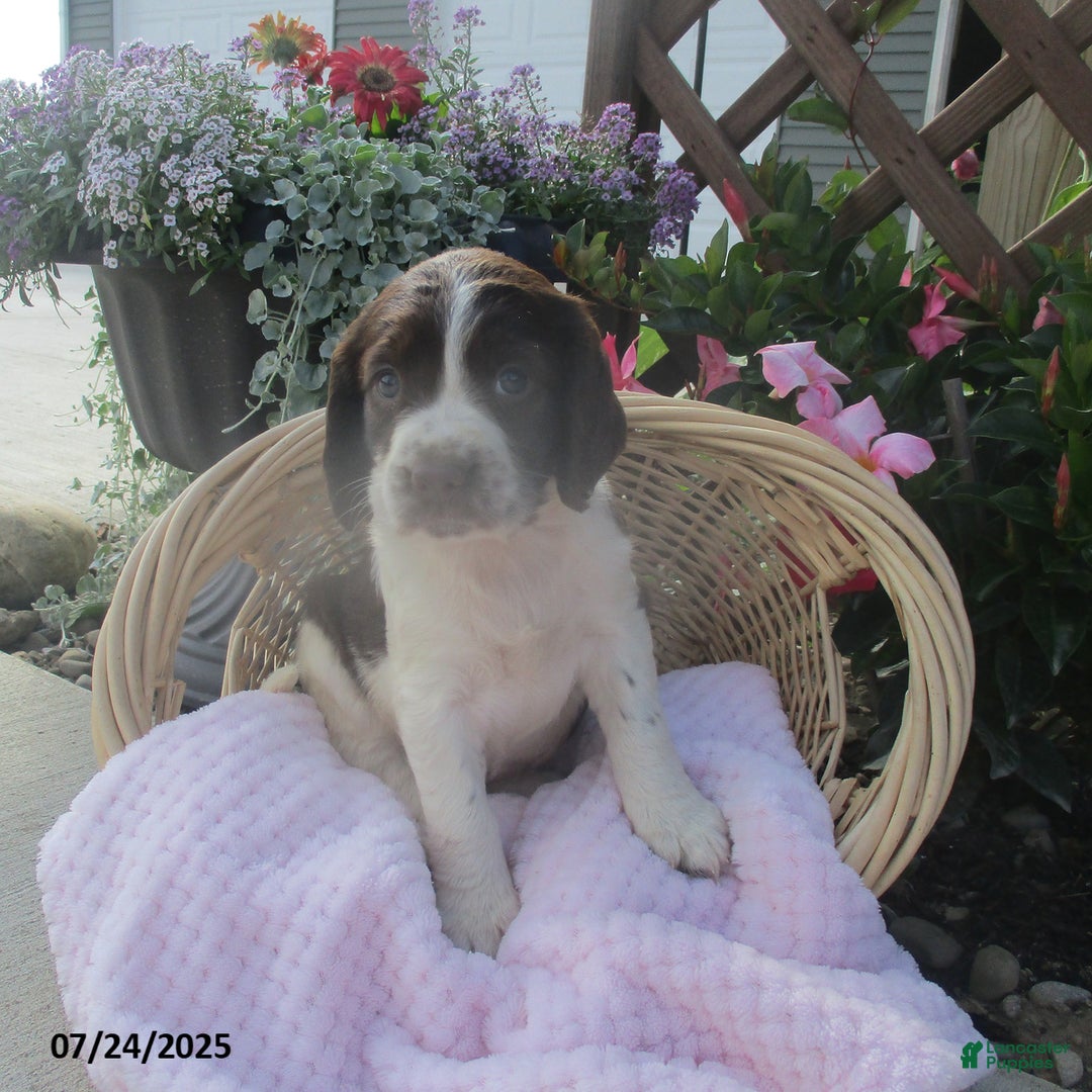English Springer Spaniel dogs for sale: Marilla - Image 2