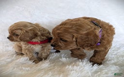 Cavapoo dogs for sale: Precious - Image 2