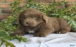 Newfoundland dogs for sale: Violet - Image 5