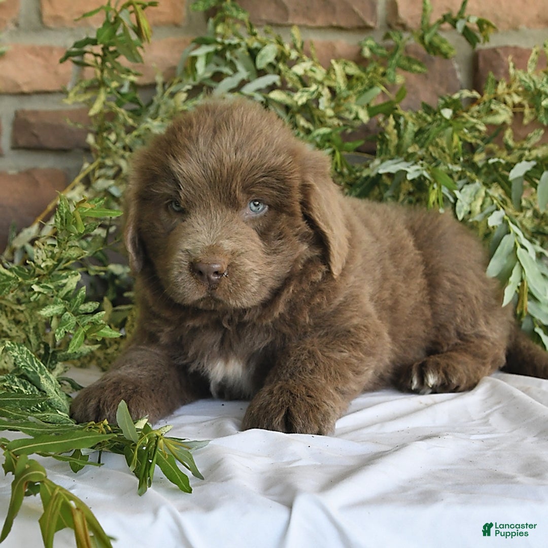 Newfoundland dogs for sale: Violet - Image 5
