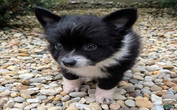 Pomchi dogs for sale: Night Fox - Image 1
