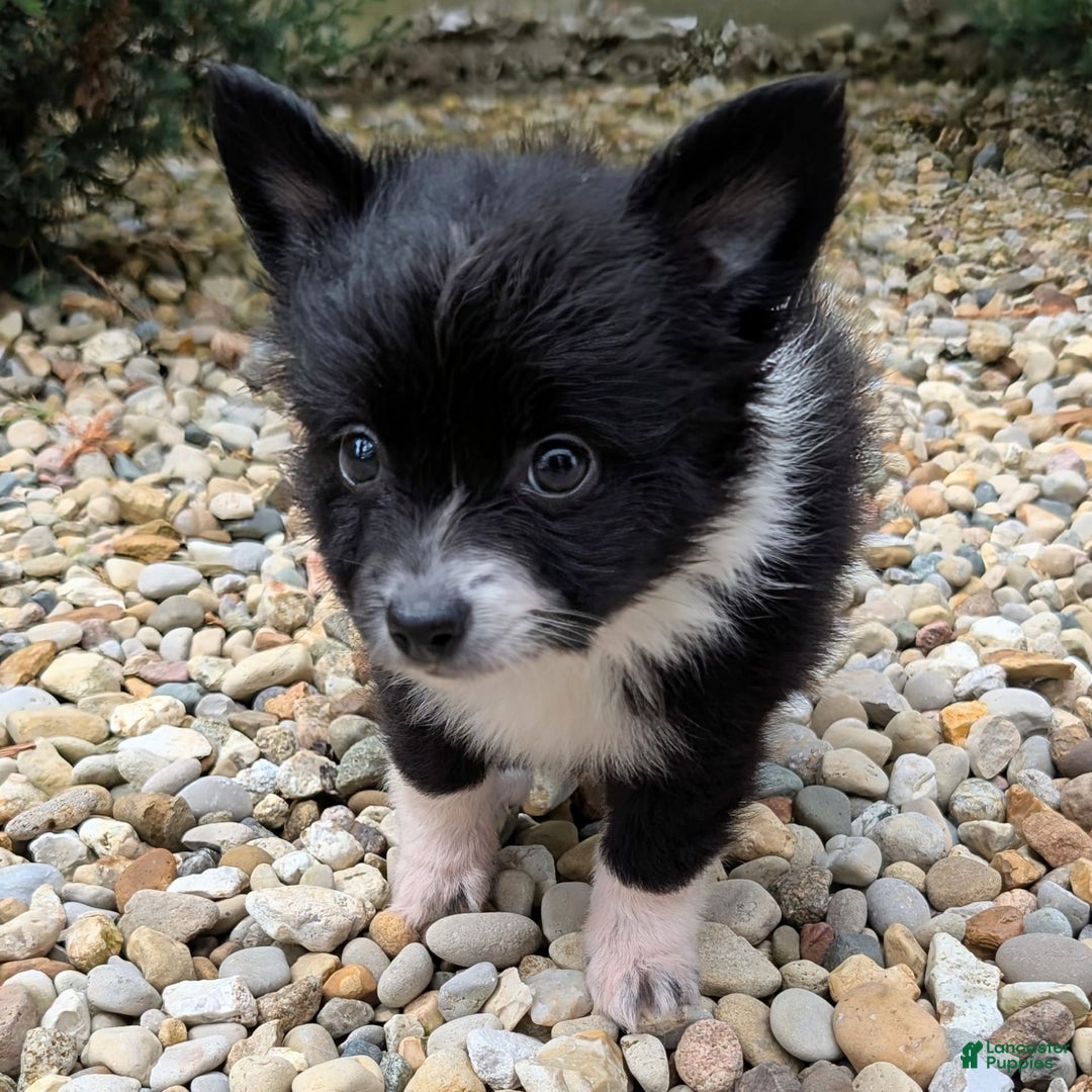 Pomchi dogs for sale: Night Fox - Image 1