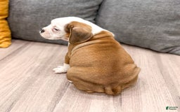 Beabull dogs for sale: Bella - Image 3