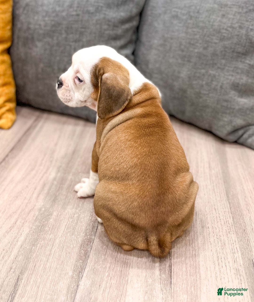 Beabull dogs for sale: Bella - Image 3