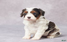 Cavapoo dogs for sale: Eve - Image 3