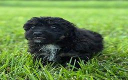 Aussiedoodle dogs for sale: Richie - Image 9