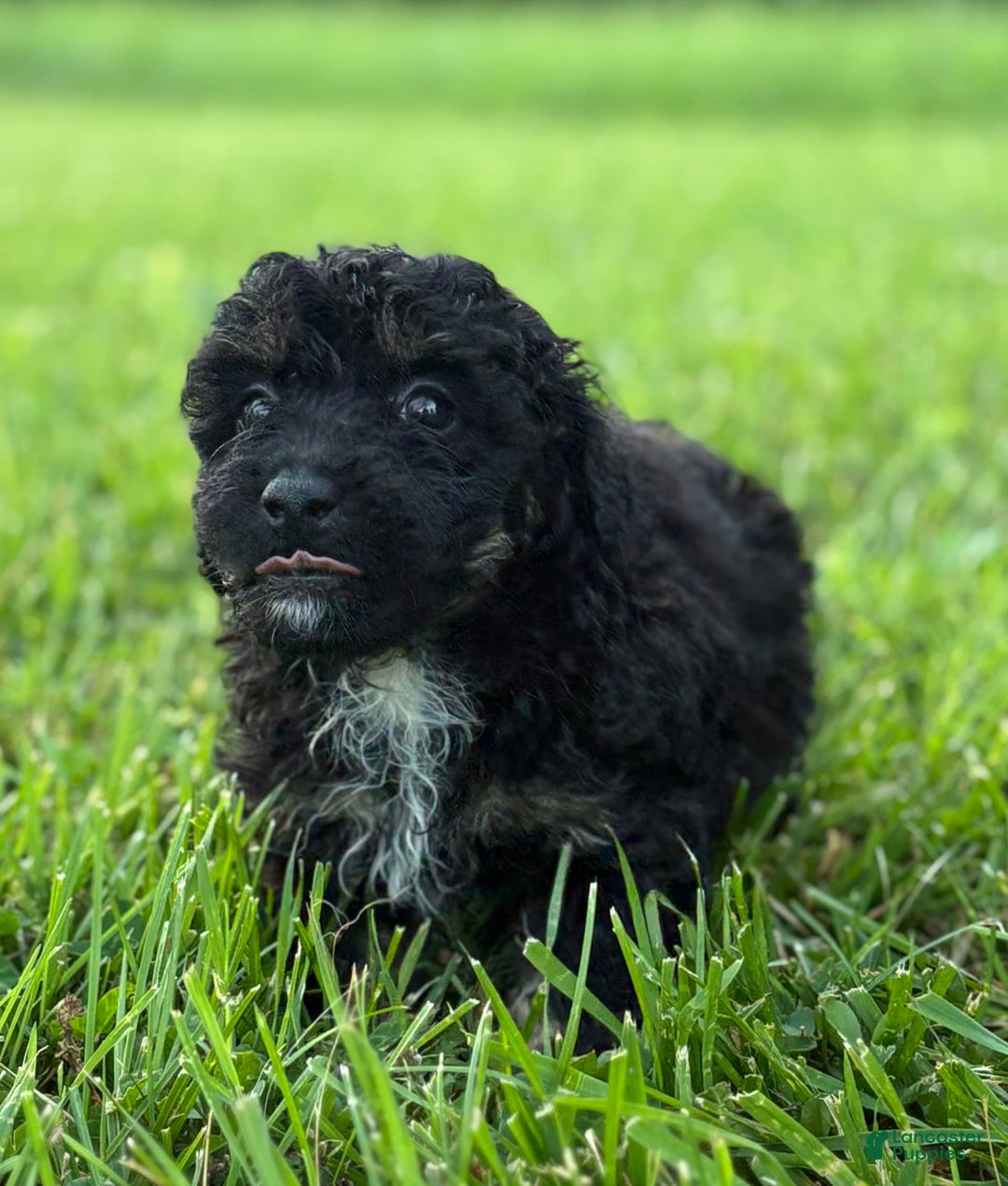Aussiedoodle dogs for sale: Richie - Image 9
