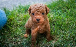Miniature Poodle dogs for sale: Ted - Image 8