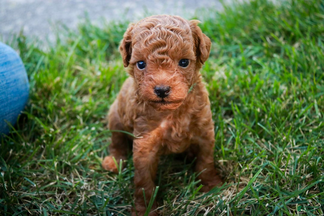 Miniature Poodle dogs for sale: Ted - Image 8