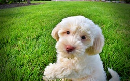 Havapoo dogs for sale: Valentino - Image 13