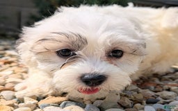 Teddy Bear dogs for sale: Teddy Bear 5 puppies - Image 4