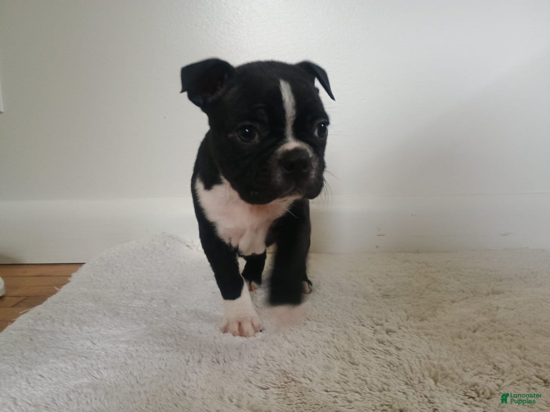 Boston Terrier dogs for sale: Lola - Image 1