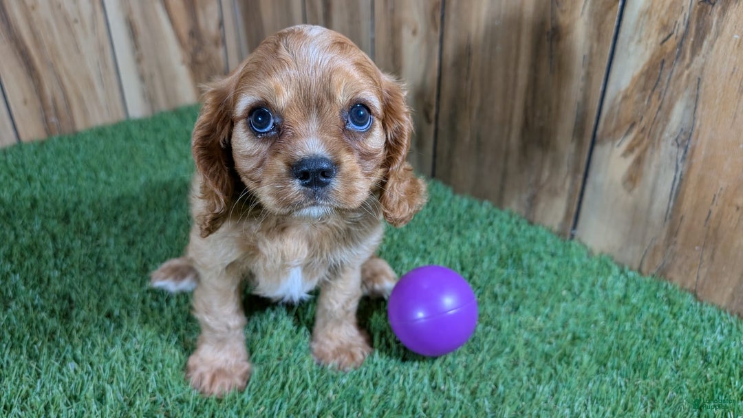 Cavalier King Charles Spaniel dogs for sale: Lucy Girl 3 - Image 2