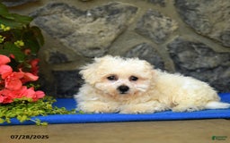 Bichon Frise dogs for sale: Snickers - Image 3