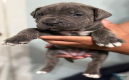 Cane Corso dogs for sale: Brownie - Image 1