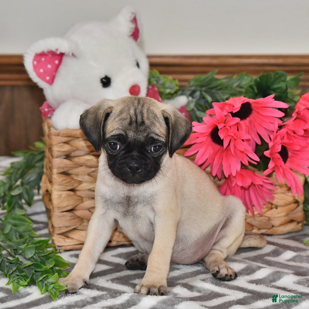 Pug dogs for sale: Cutie - Image 3