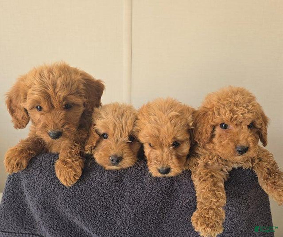 Mini Goldendoodle dogs for sale: Mr Black - Image 2