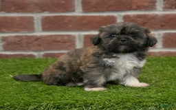 Shih Tzu dogs for sale: Sawyer - Image 8