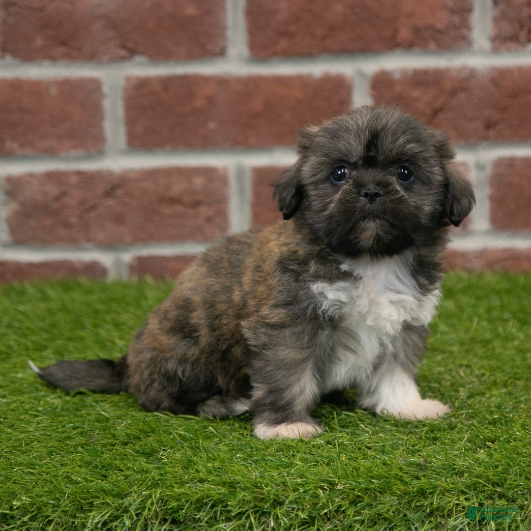 Shih Tzu dogs for sale: Sawyer - Image 8