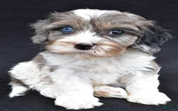 Cavapoo dogs for sale: Reeses - Image 7