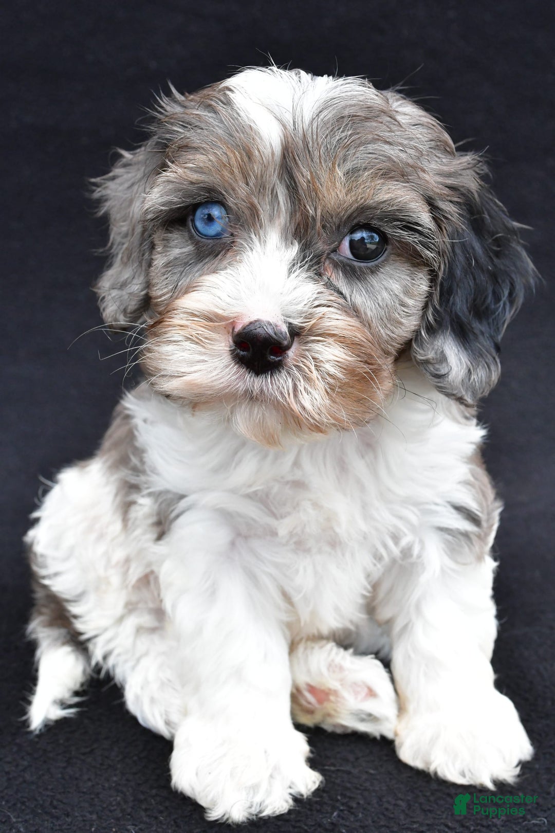 Cavapoo dogs for sale: Reeses - Image 7