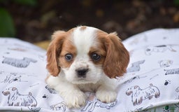 Cockalier dogs for sale: Rachelle - Image 9