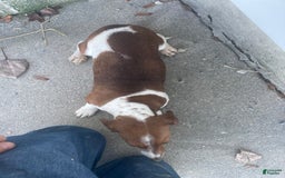 Miniature Dachshund dogs for sale: Roselyn - Image 10