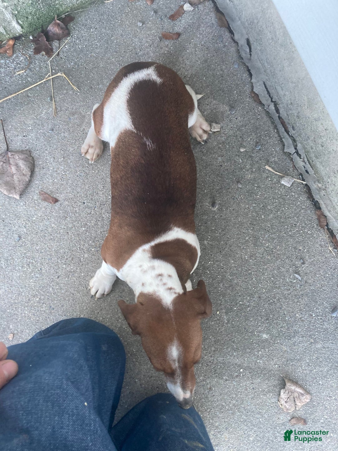 Miniature Dachshund dogs for sale: Roselyn - Image 10
