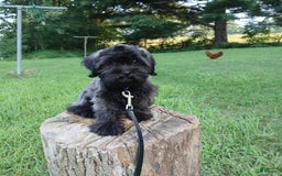 Shihpoo dogs for sale: Cheyenne - Image 6
