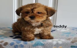 Shorkie dogs for sale: Teddy - Image 4
