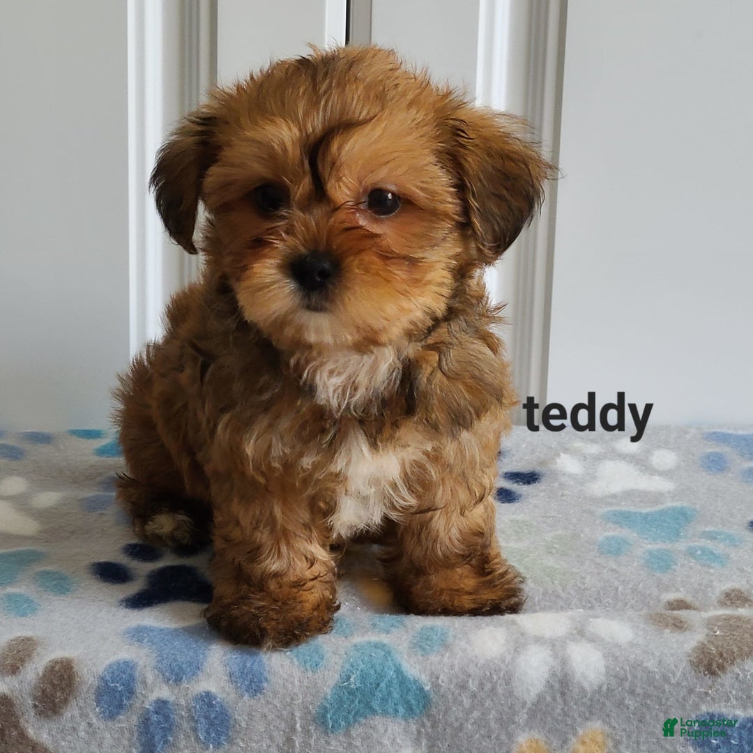 Shorkie dogs for sale: Teddy - Image 4