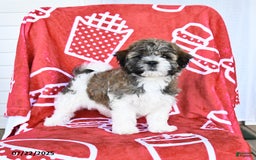 Teddy Bear dogs for sale: Helen - Image 5