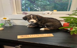 Bernedoodle dogs for sale: Meatball - Image 9