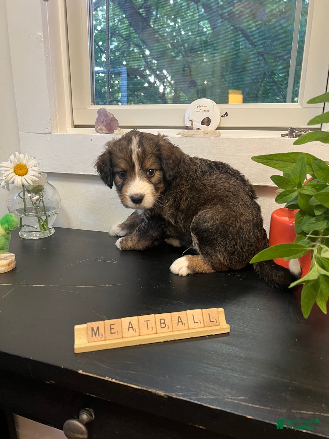Bernedoodle dogs for sale: Meatball - Image 9