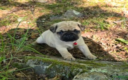 Pug dogs for sale: Don - Image 6