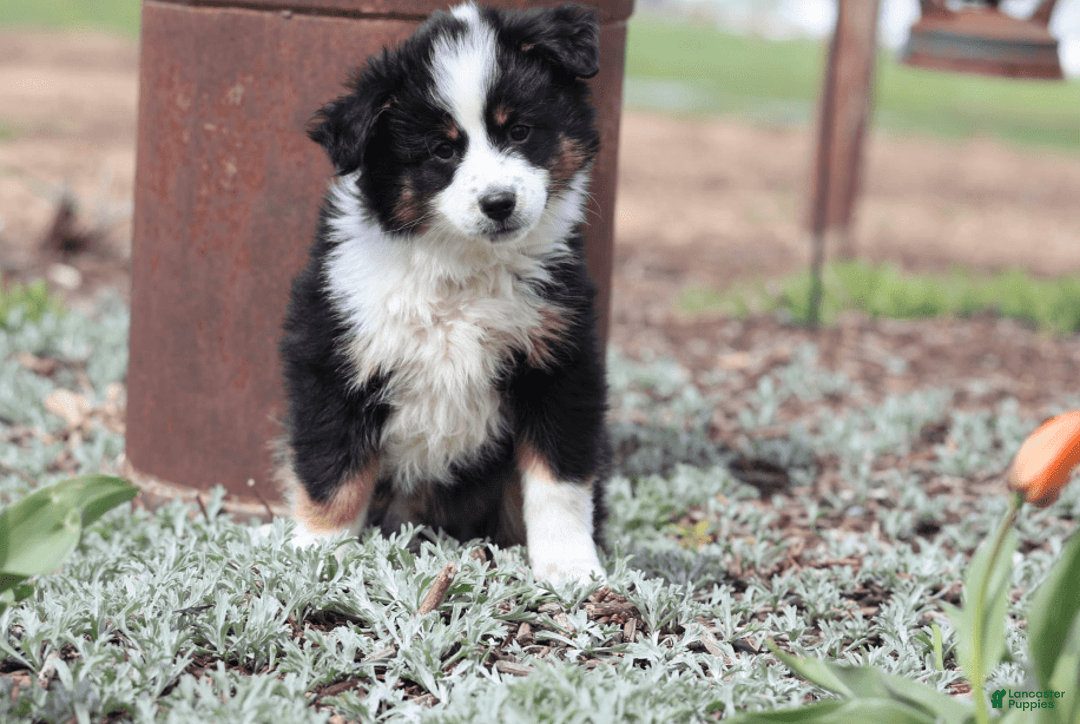 Miniature Australian Shepherd dogs for sale: Eisenhower - Image 14