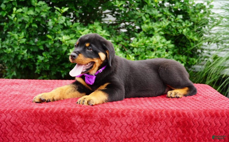Rottweiler dogs - Advert 22