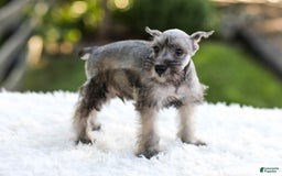 Miniature Schnauzer dogs for sale: Buddy - Image 6