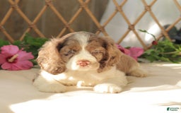 Cocker Spaniel dogs for sale: Maverick - Image 2