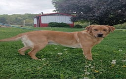 Labrador Retriever dogs for sale: Rainey - Image 18