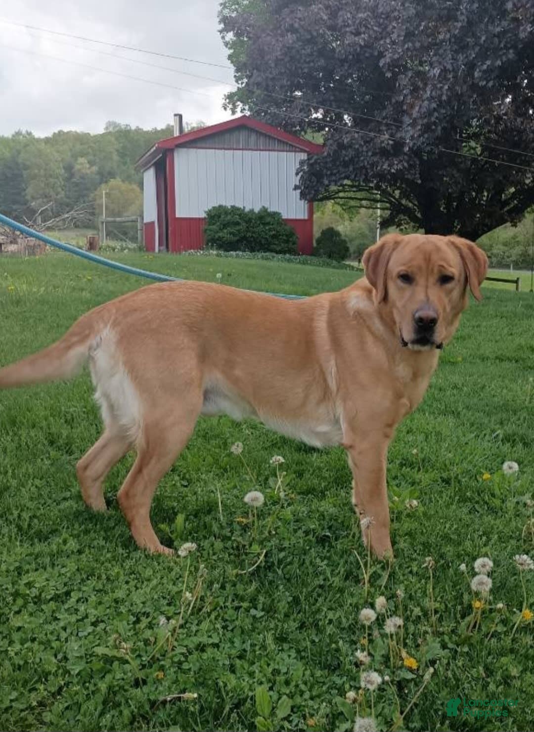 Labrador Retriever dogs for sale: Rainey - Image 18