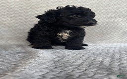 Mini Aussiedoodle dogs for sale: Hugo - Image 7