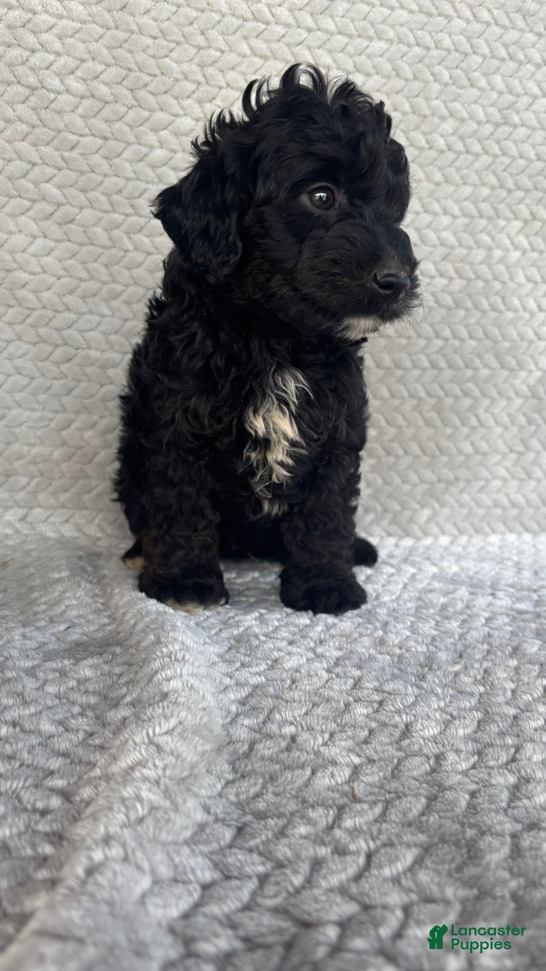Mini Aussiedoodle dogs for sale: Hugo - Image 7