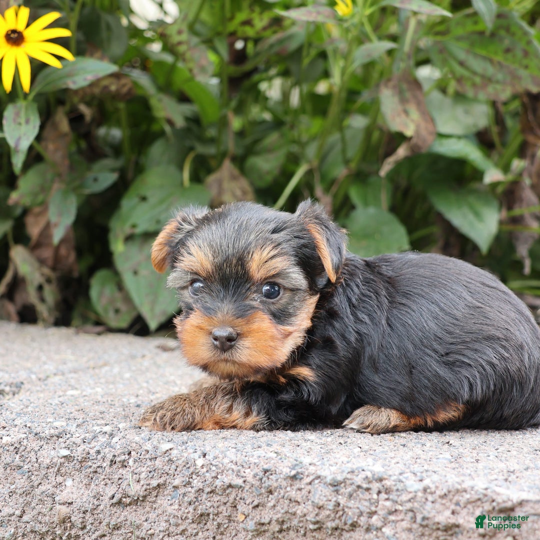 Yorkshire Terrier dogs for sale: Faithful - Image 2