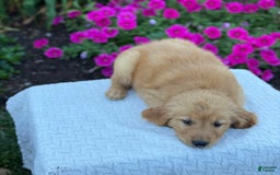 Golden Retriever dogs for sale: Tristan - Image 8