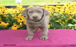 Labrador Retriever dogs for sale: Clover - Image 2