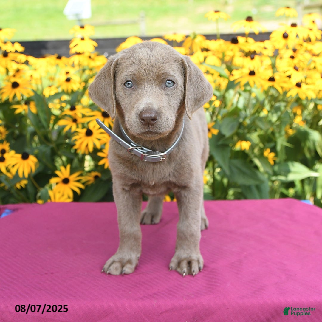 Labrador Retriever dogs for sale: Clover - Image 2