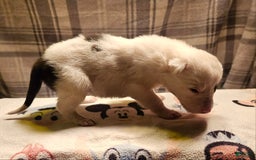 Border Collie dogs for sale: Bambi - Image 1