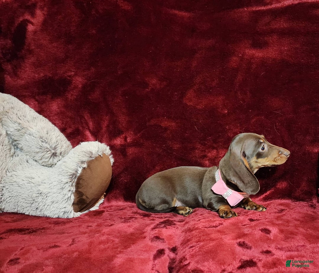 Miniature Dachshund dogs for sale: PUDDIN - Image 5
